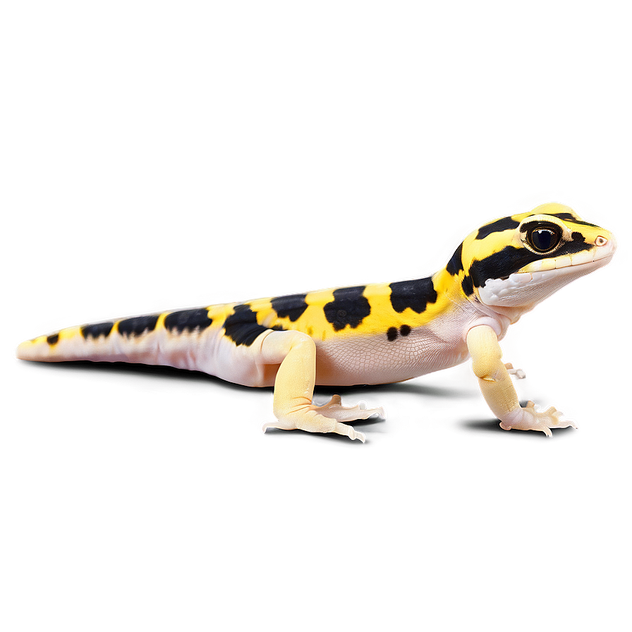 Leopard Gecko In Water Png 33 PNG