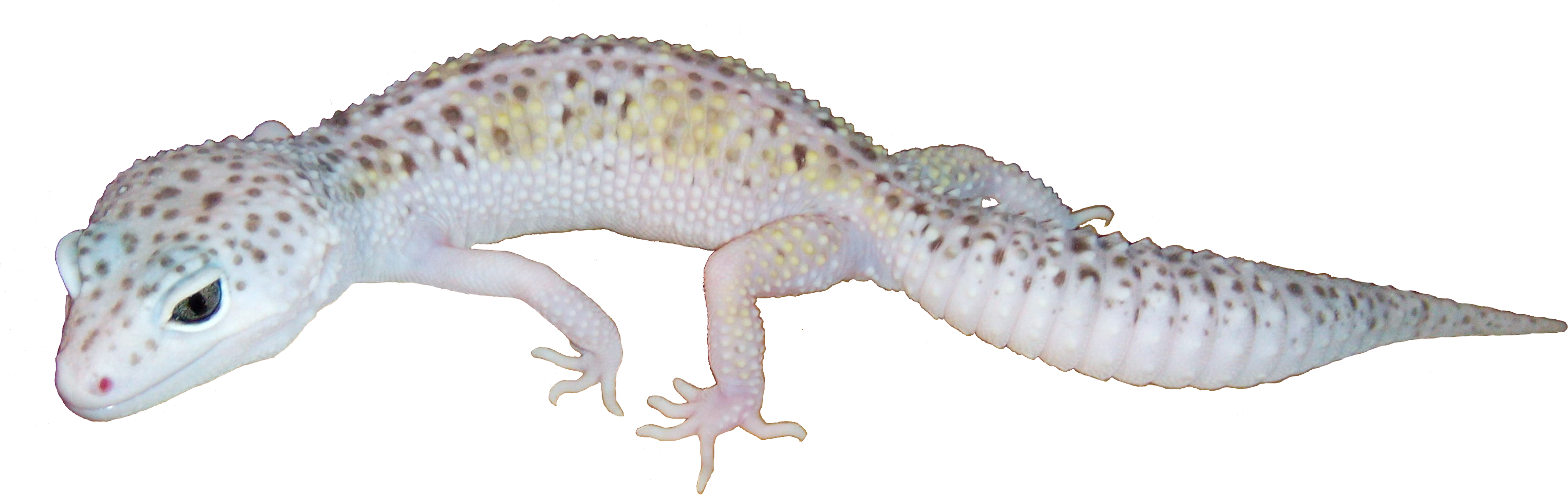 Leopard Gecko Isolatedon White PNG