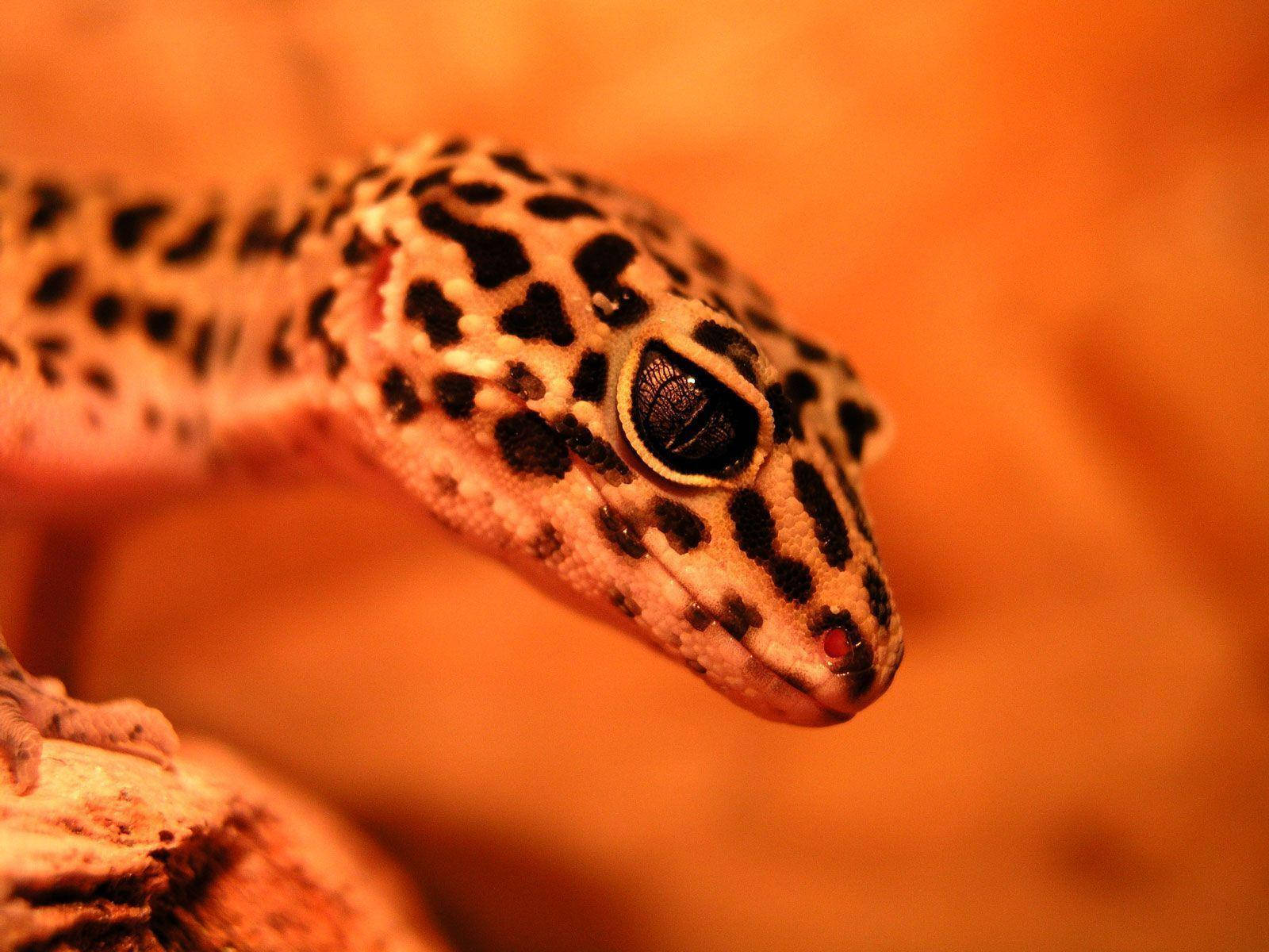 Einenahaufnahme Eines Geckos Mit Einem Gefleckten Gesicht. Wallpaper