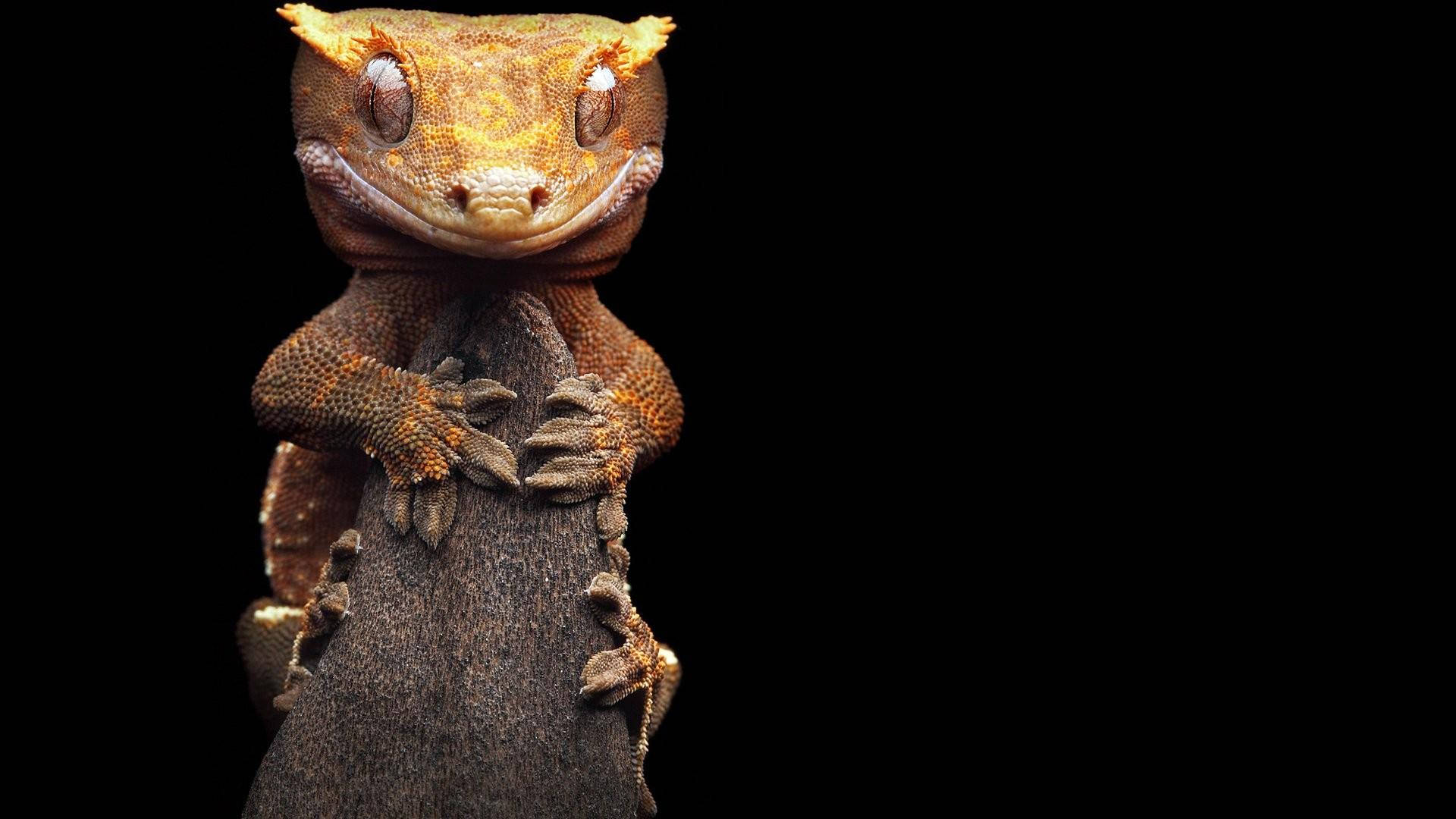 Geckoleopardo Con Una Cara Divertida. Fondo de pantalla
