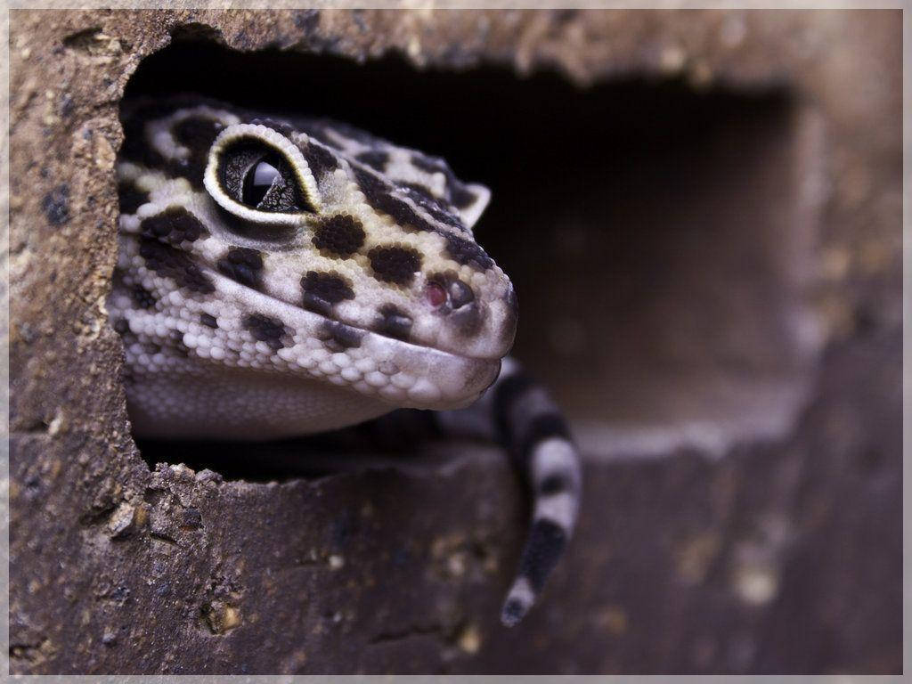 Image  Close-Up of an Endearing Leopard Gecko Resting on Its Branch Wallpaper