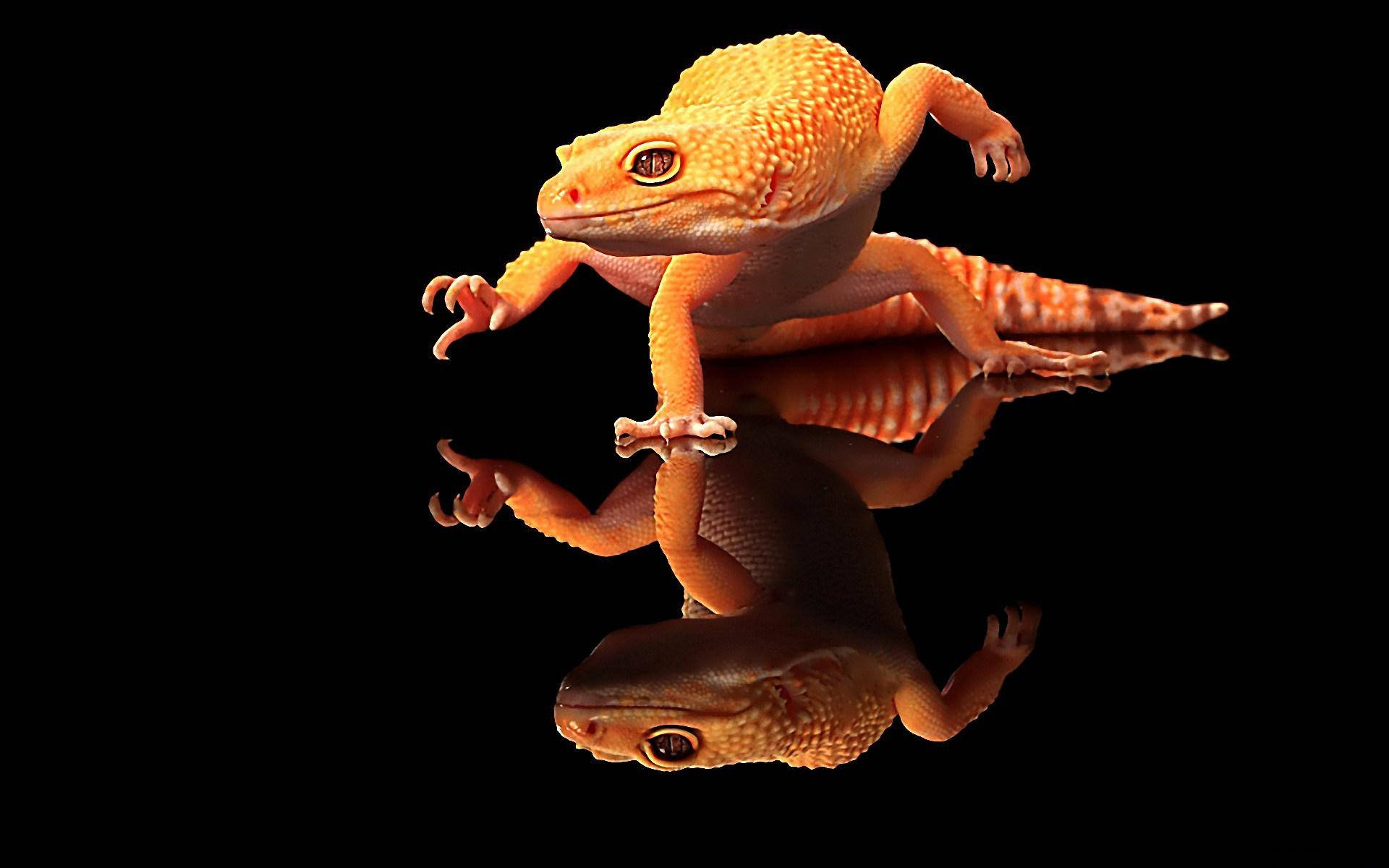 Geckoleopardo Arancione Su Sfondo Nero Sfondo