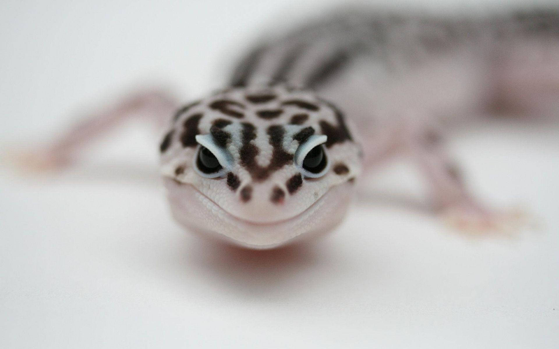 Black-dotted Leopard Gecko Smiling Wallpaper