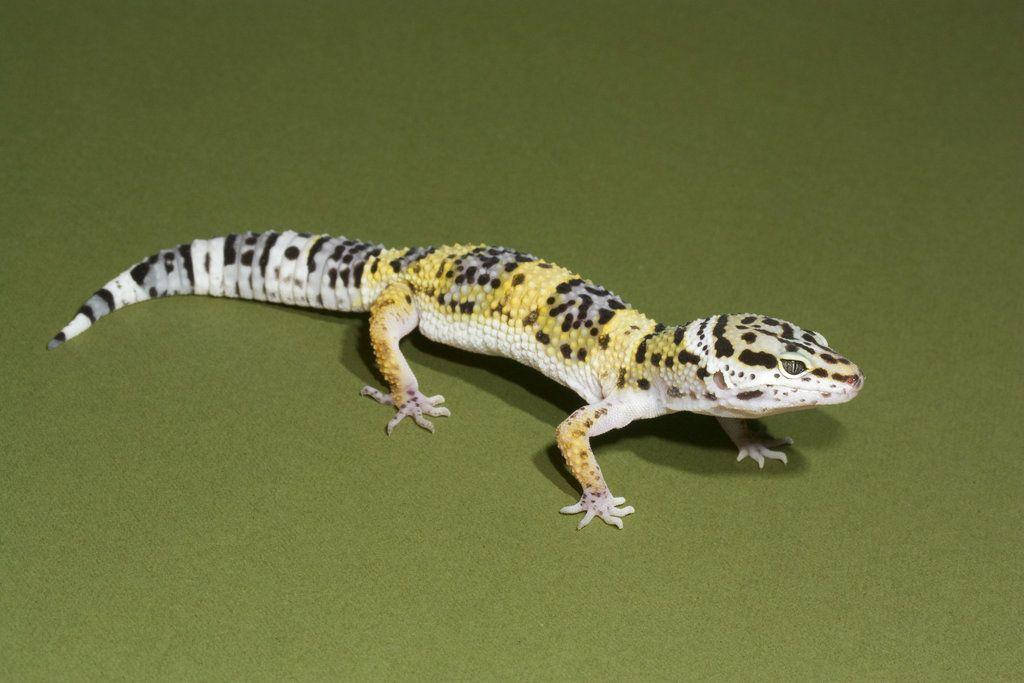 Geckoleopardo Sobre Superficie Verde. Fondo de pantalla