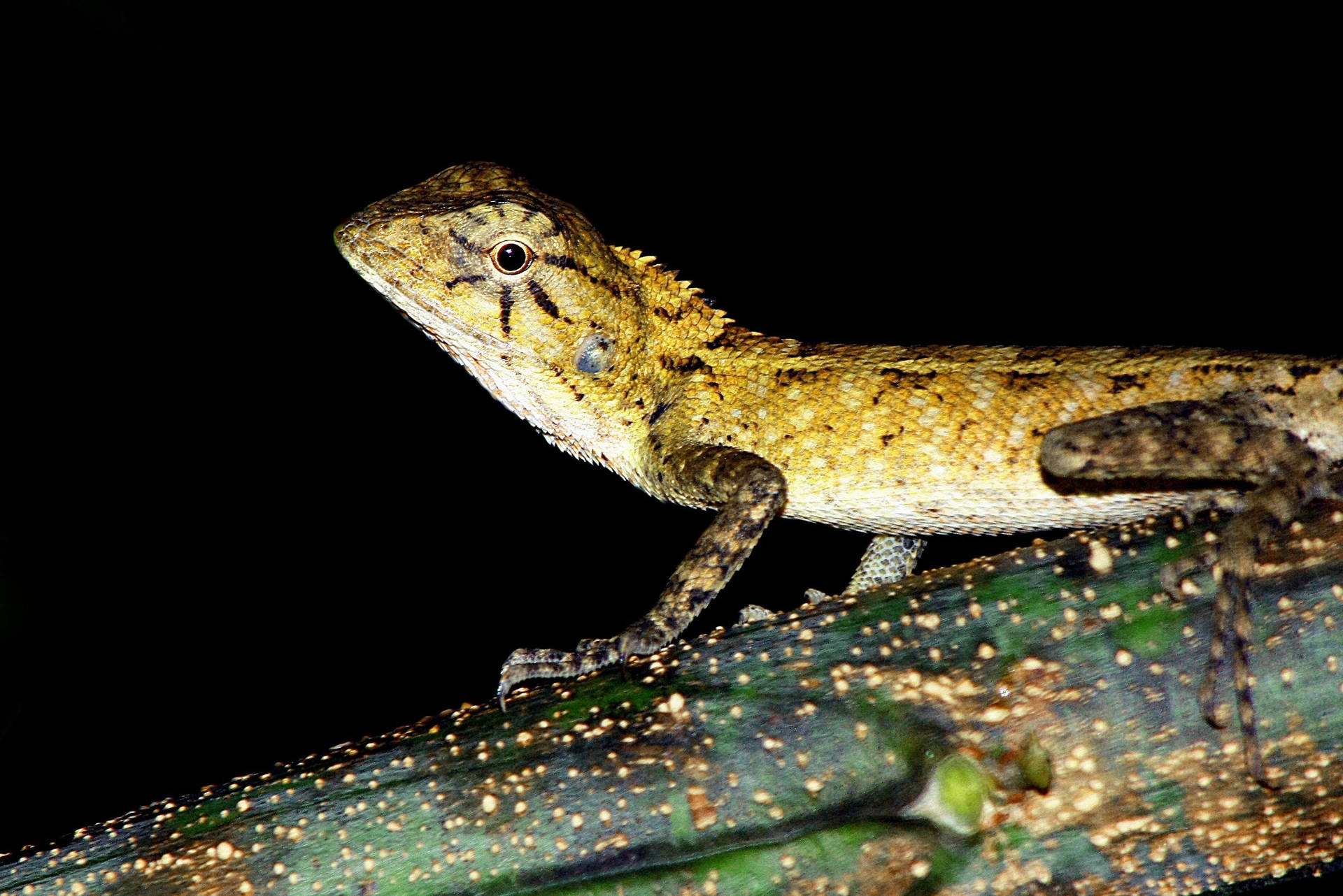 Et smukt Leopard Gecko tæt op og personligt. Wallpaper