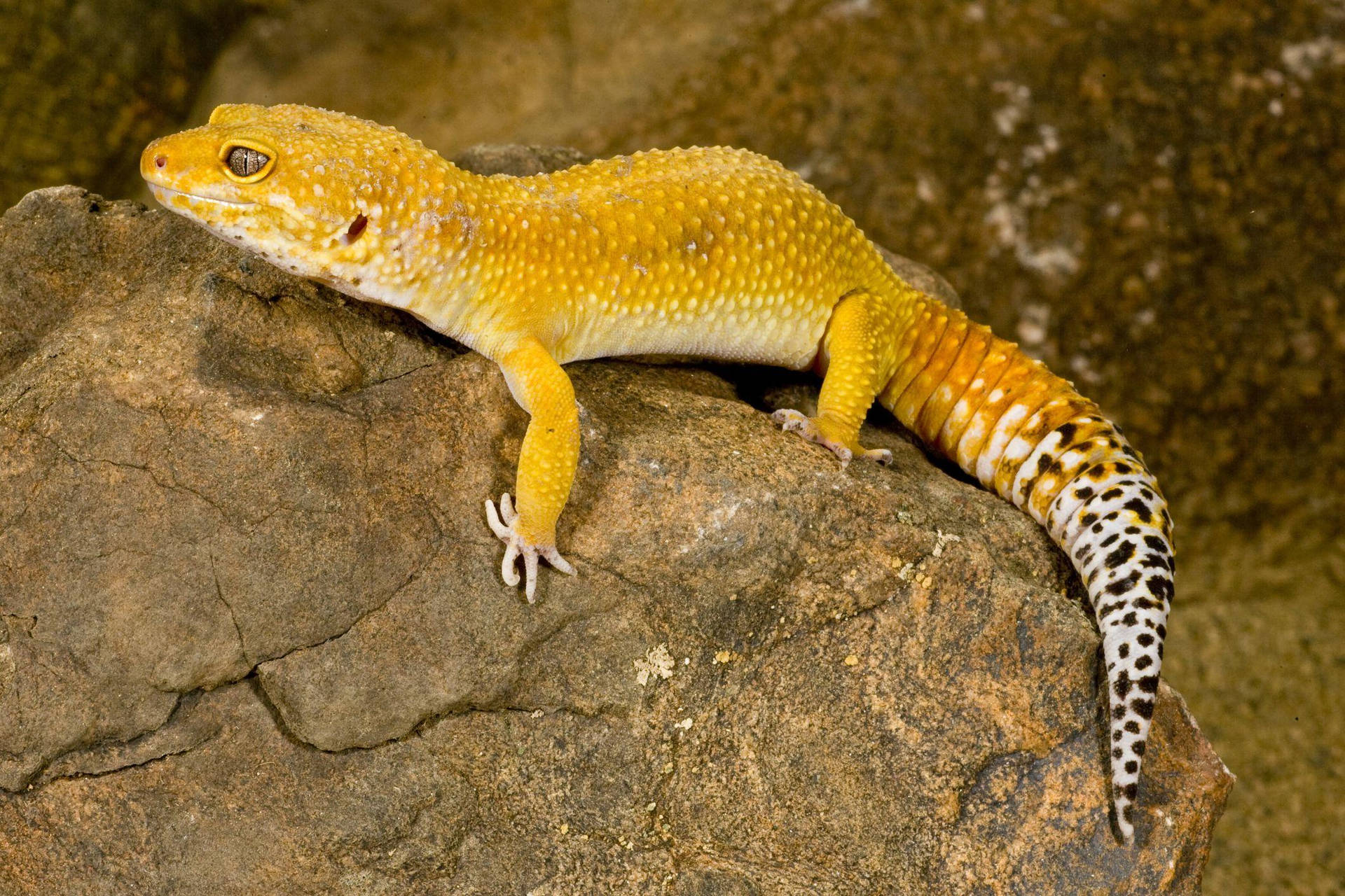 Yellow Leopard Gecko Rest On Rock Wallpaper