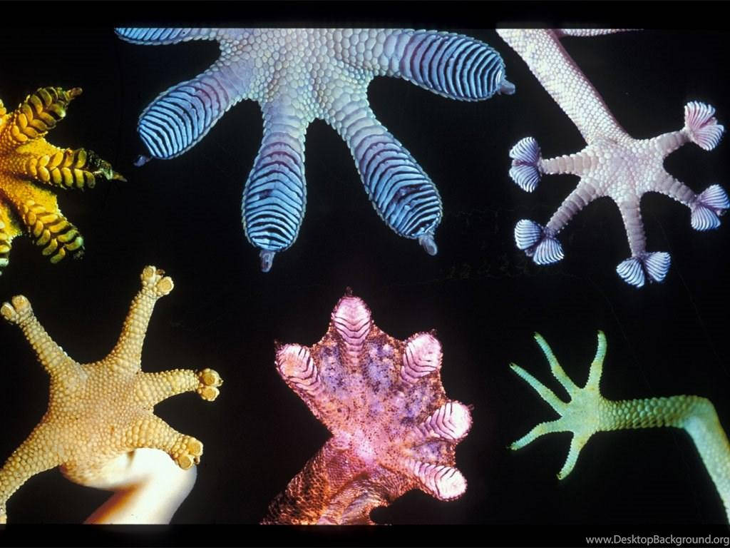 Imágenesde Patas De Gecko Leopardo Fondo de pantalla