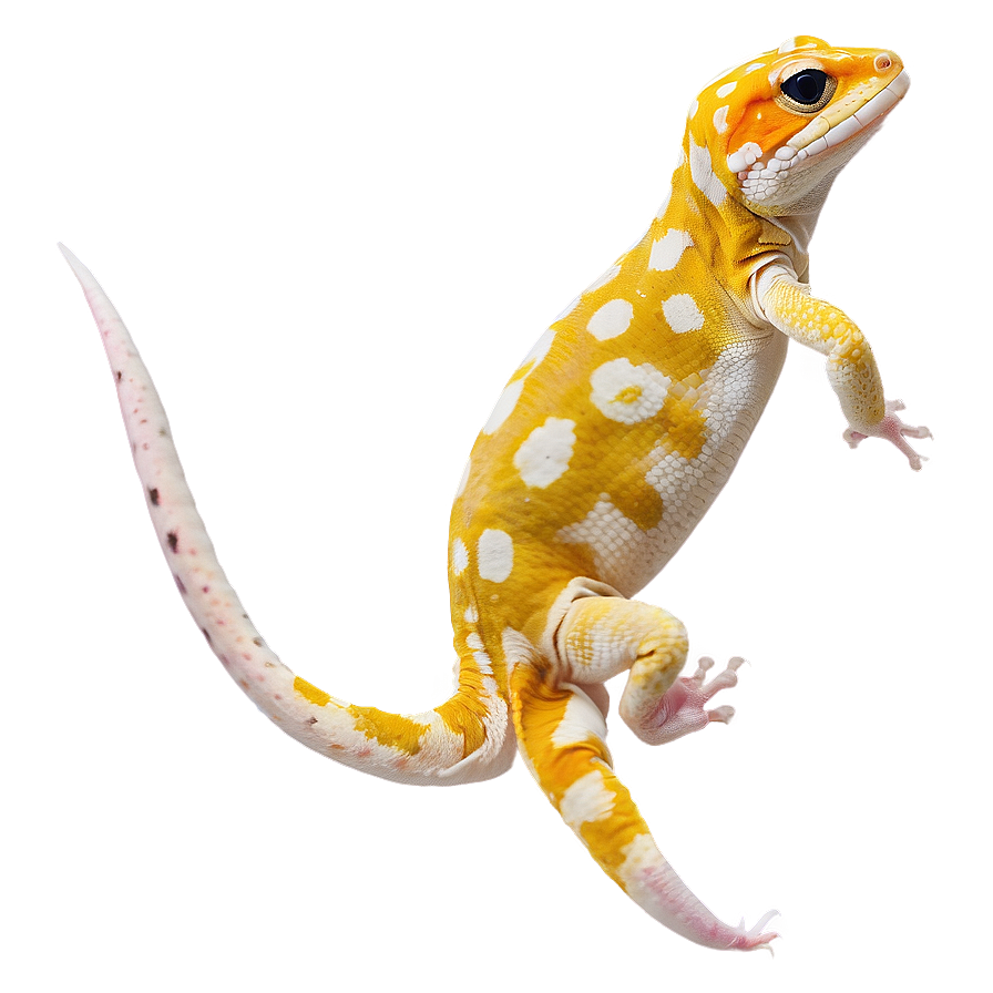 Leopard Gecko Side View Png Xjf PNG