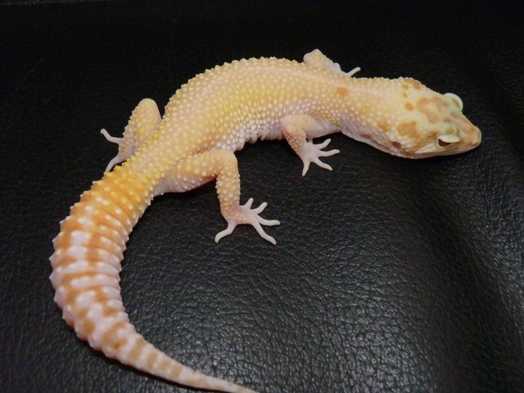 Yellow Leopard Gecko On Leather Wallpaper