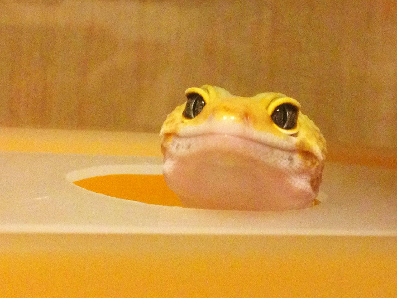 En gul gecko sidder i en plastikbeholder Wallpaper