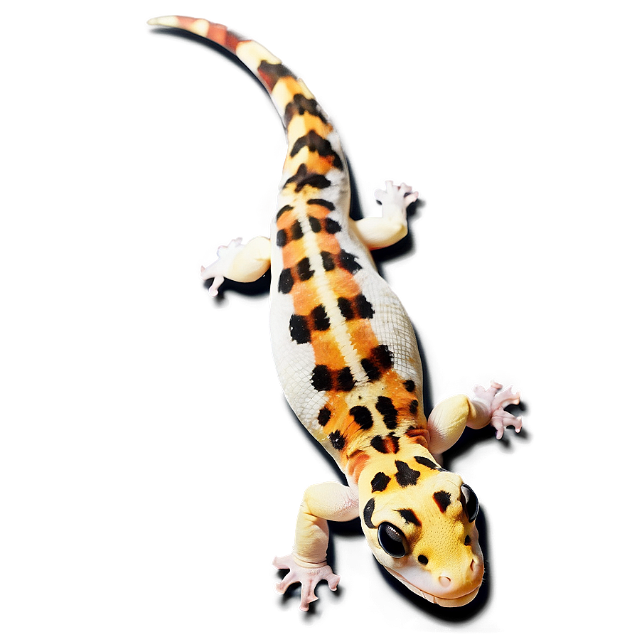 Leopard Gecko Tongue Out Png Xcl21 PNG