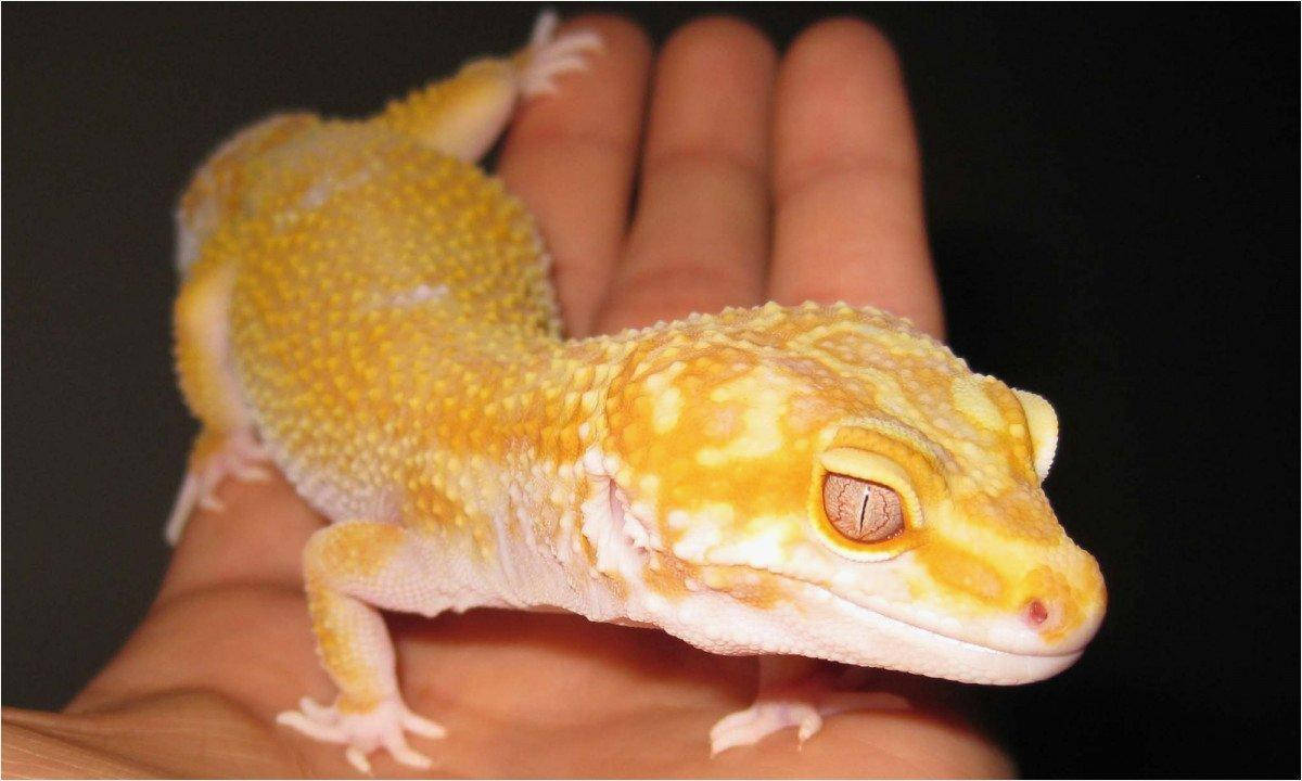 Geckoleopardo Amarillo En La Mano De Una Palma. Fondo de pantalla