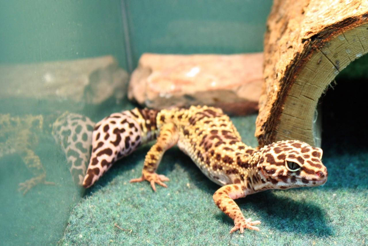 Leopard Gecko On Aquarium Wallpaper