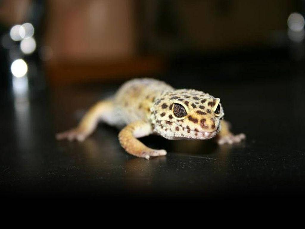 Enorange Leopard Gecko Sitter På En Sten. Wallpaper