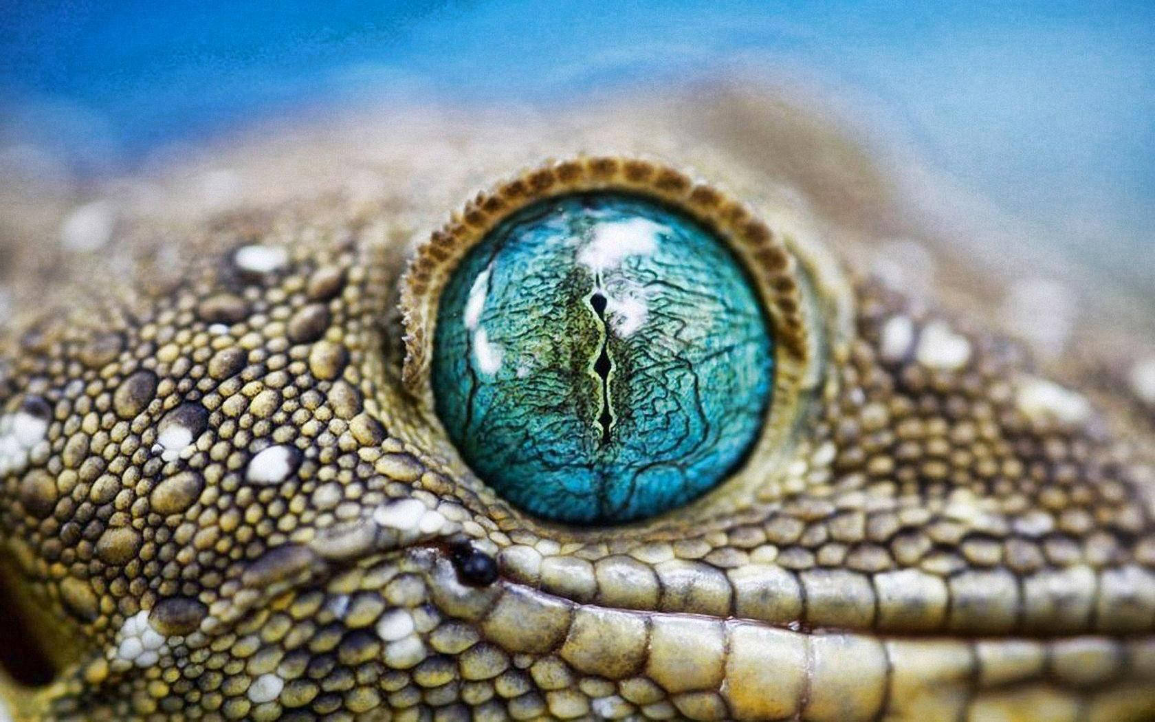 Leopard Gecko Blue Eyes Wallpaper