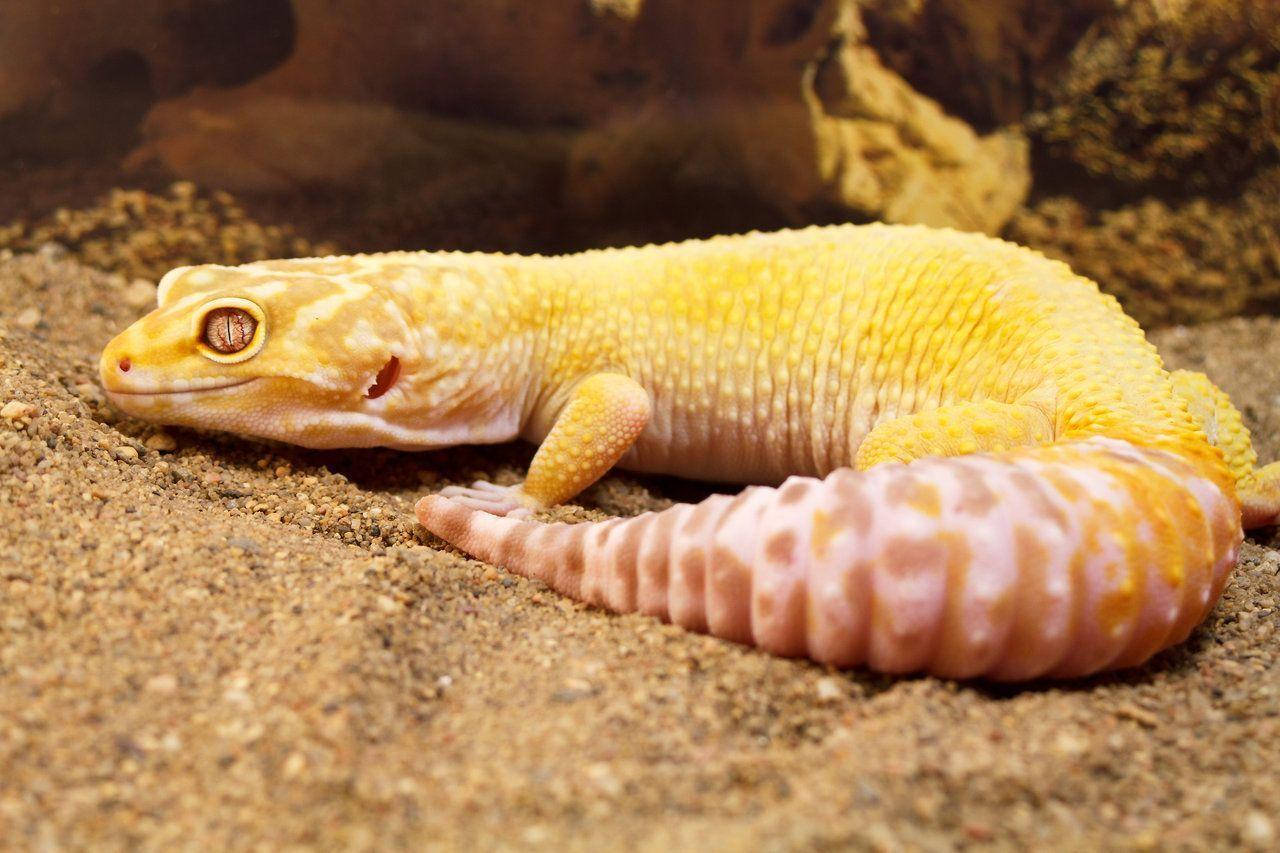 A Yellow And White Gecko Laying On The Sand Wallpaper