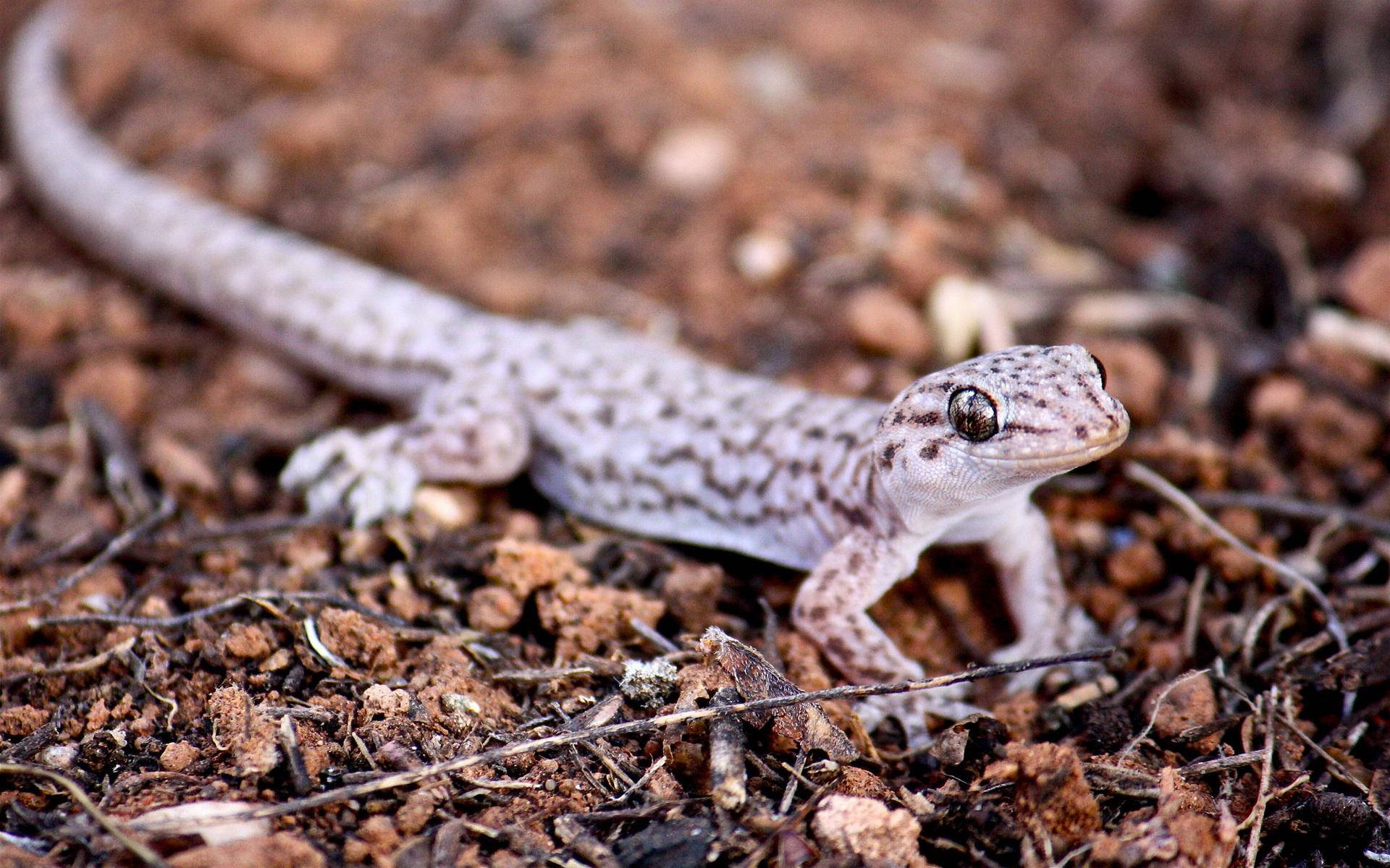 Lindoy Delgado Gecko Leopardo. Fondo de pantalla