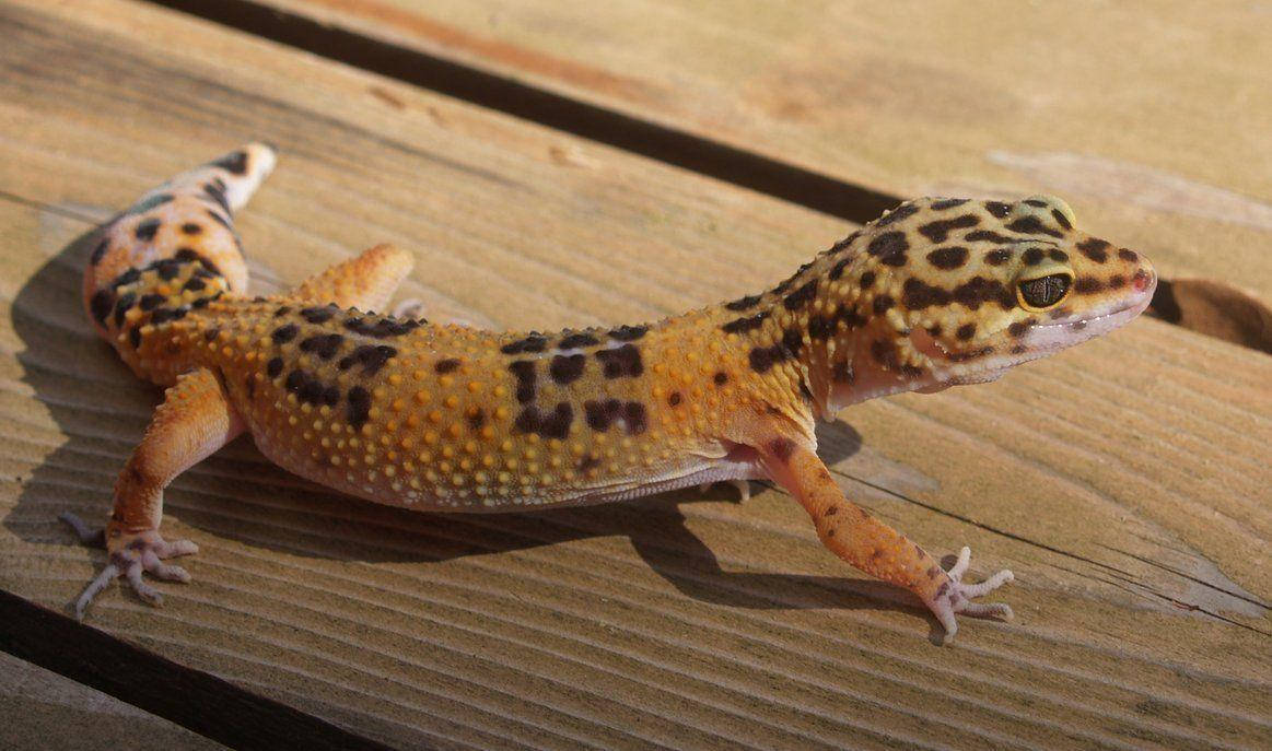 Leopard Gecko On Wooden Table Wallpaper