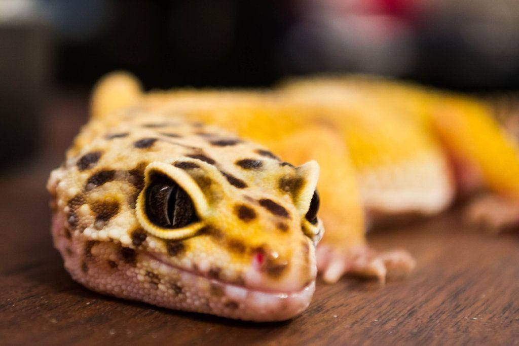 Yellow Leopard Gecko Resting Face Wallpaper