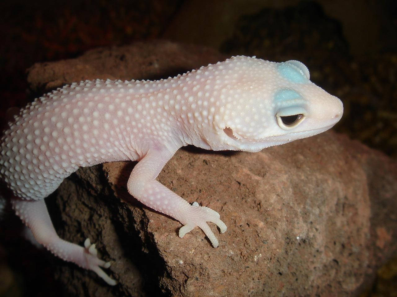 Geckoleopardo Blanco Sobre Una Roca Fondo de pantalla
