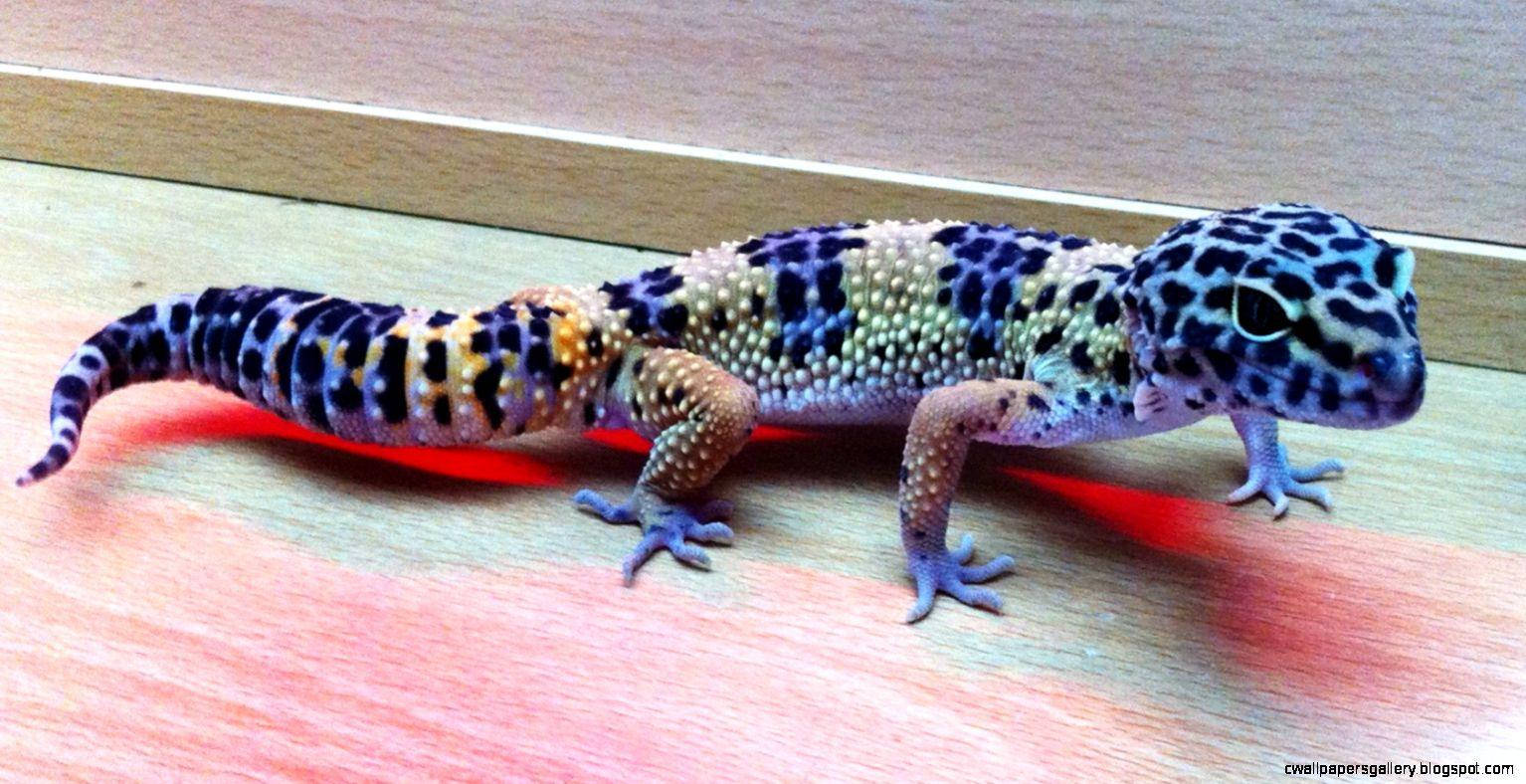 En smuk Leopard Gecko hvilende oven på en gren. Wallpaper