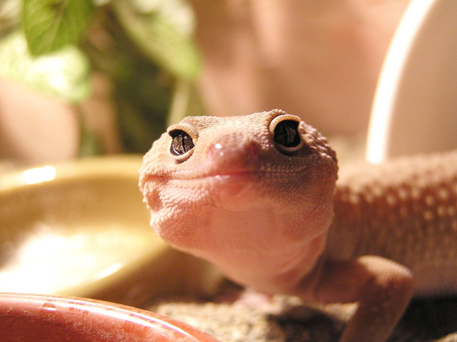 Geckoleopardo Rosa. Sonrisa Adorable Fondo de pantalla