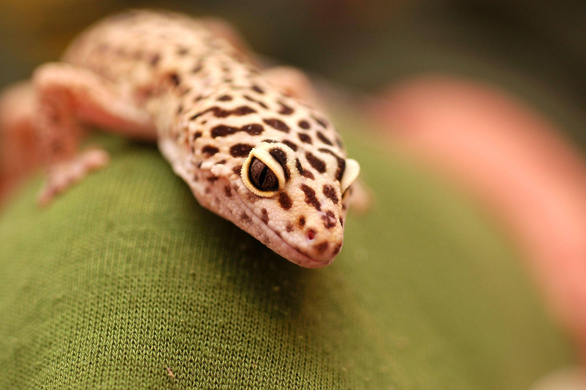 En farverig Leopard Gecko hvilende i et varmt miljø. Wallpaper