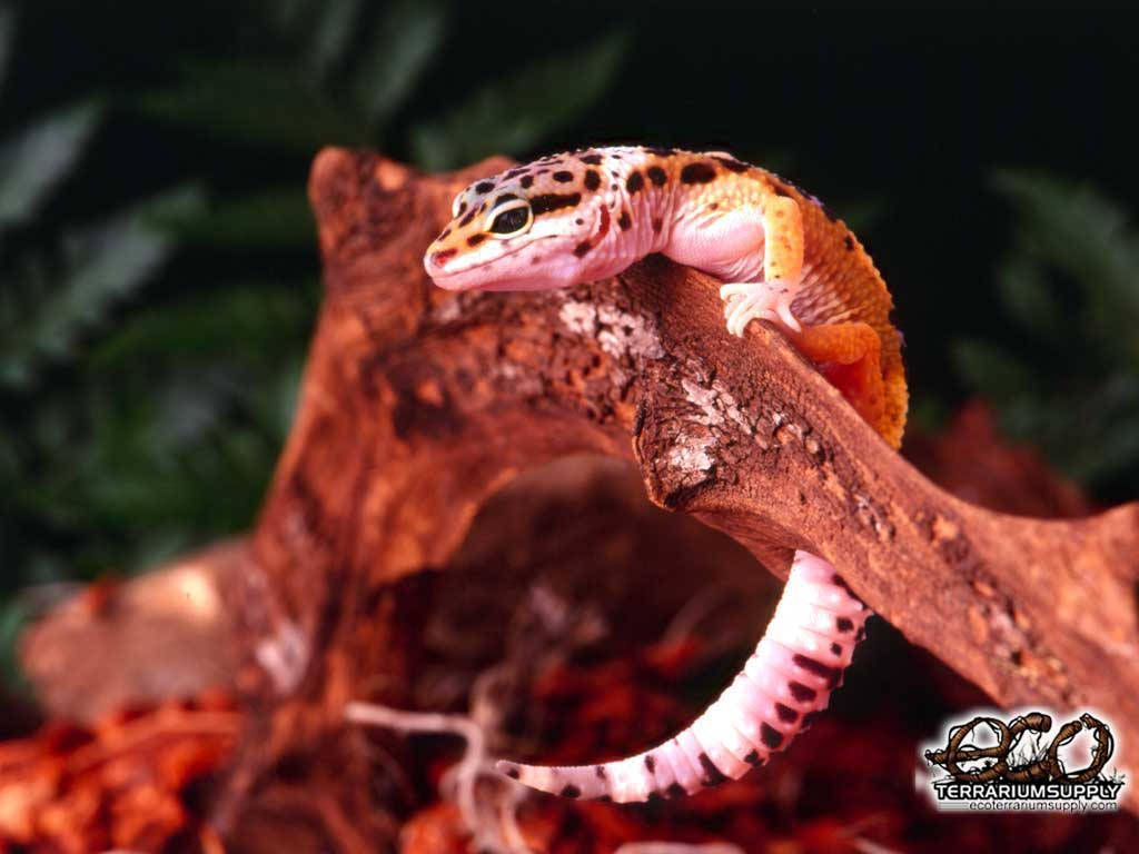 Cute Pink Leopard Gecko Wallpaper