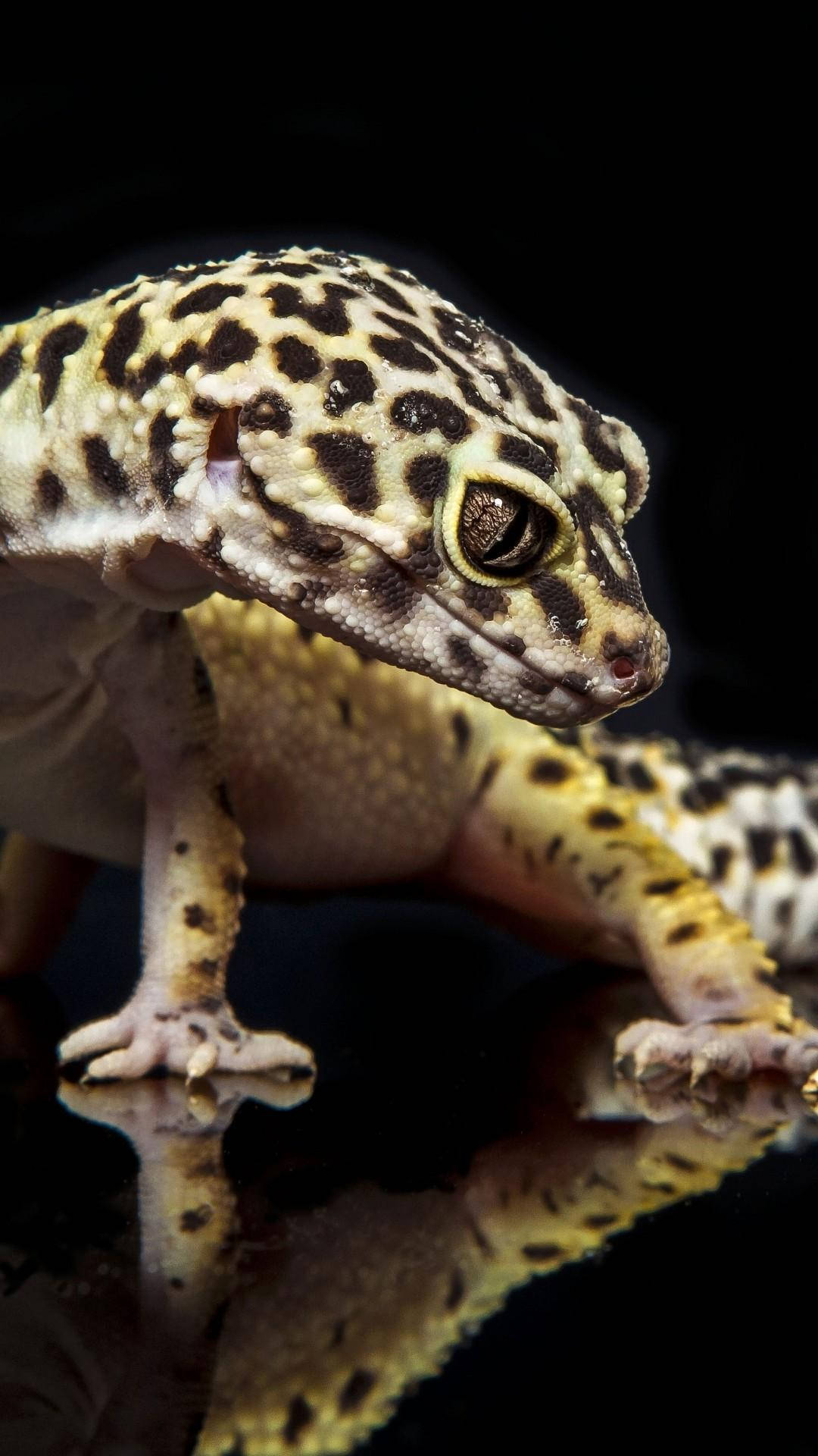 Entonårig Leopard Gecko Som Sitter På En Sten. Wallpaper