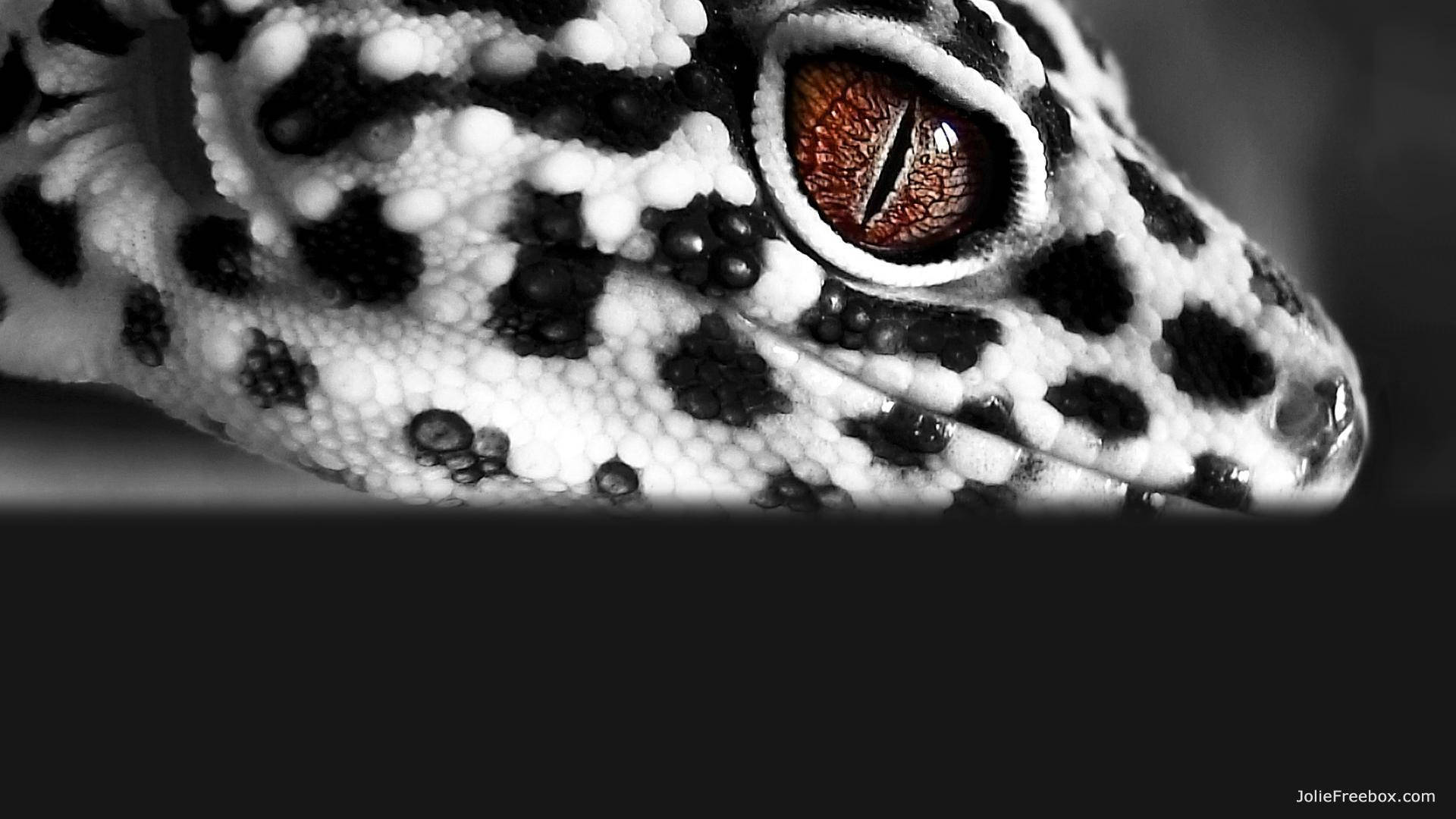 Miradalateral Del Gecko Leopardo Fondo de pantalla