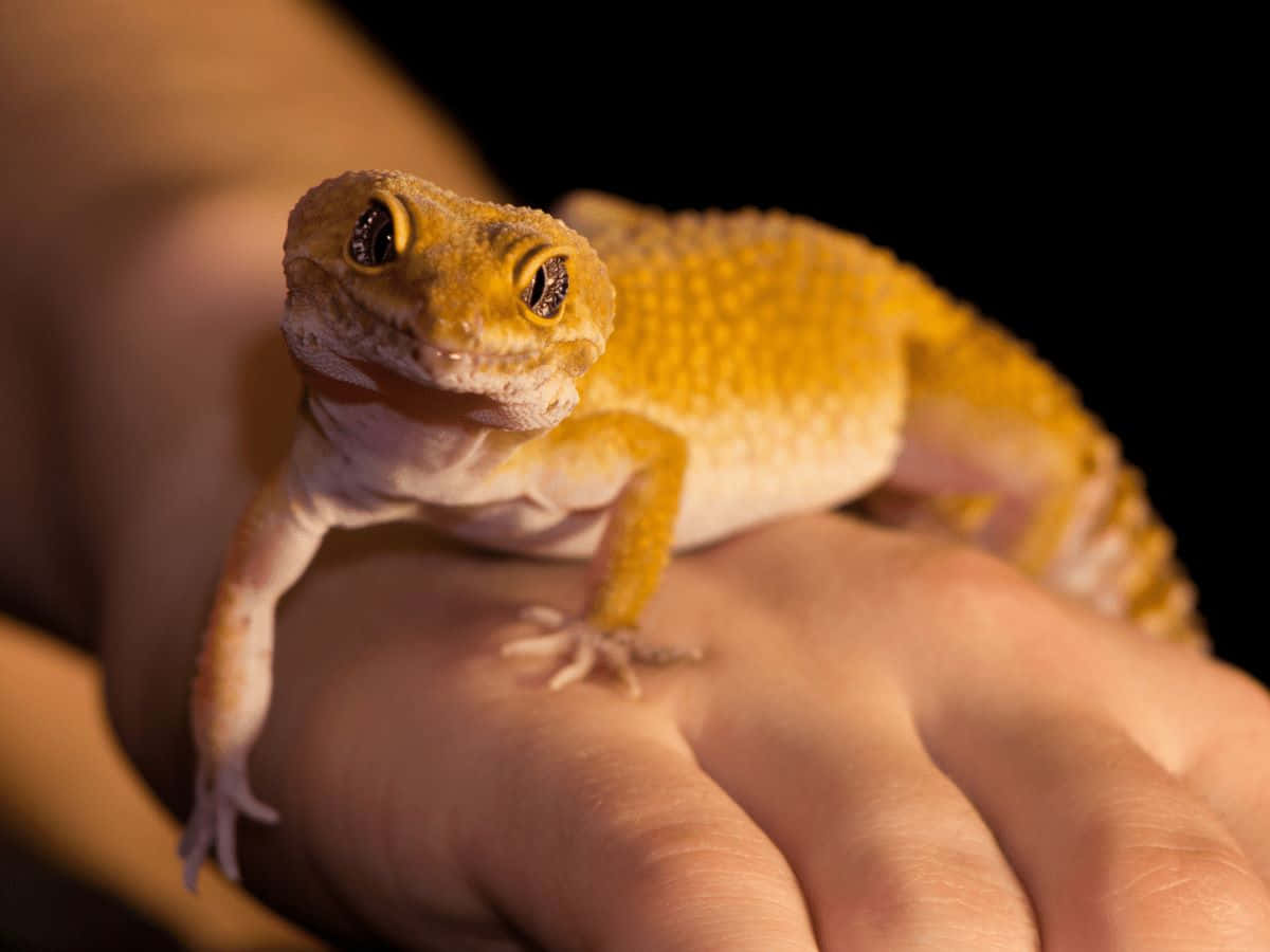 Leopard Gecko Op Hand Achtergrond