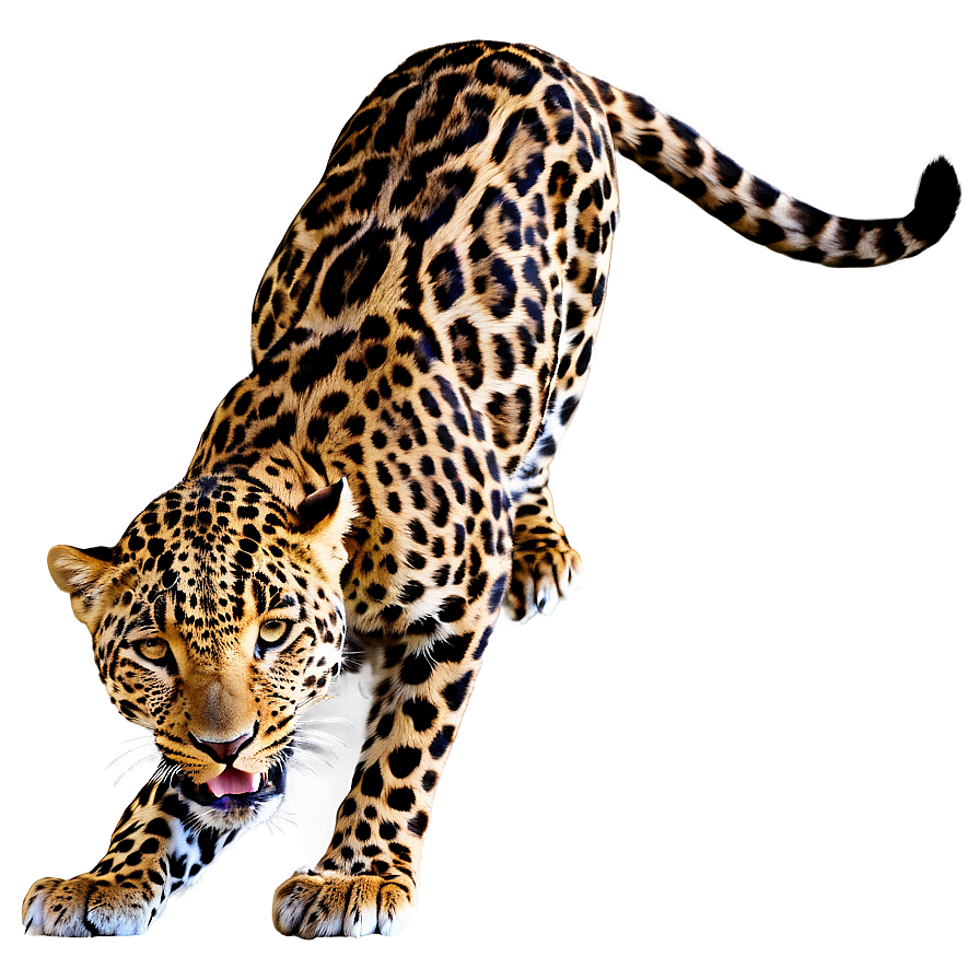 Leopard Hunting Prey Png 66 PNG