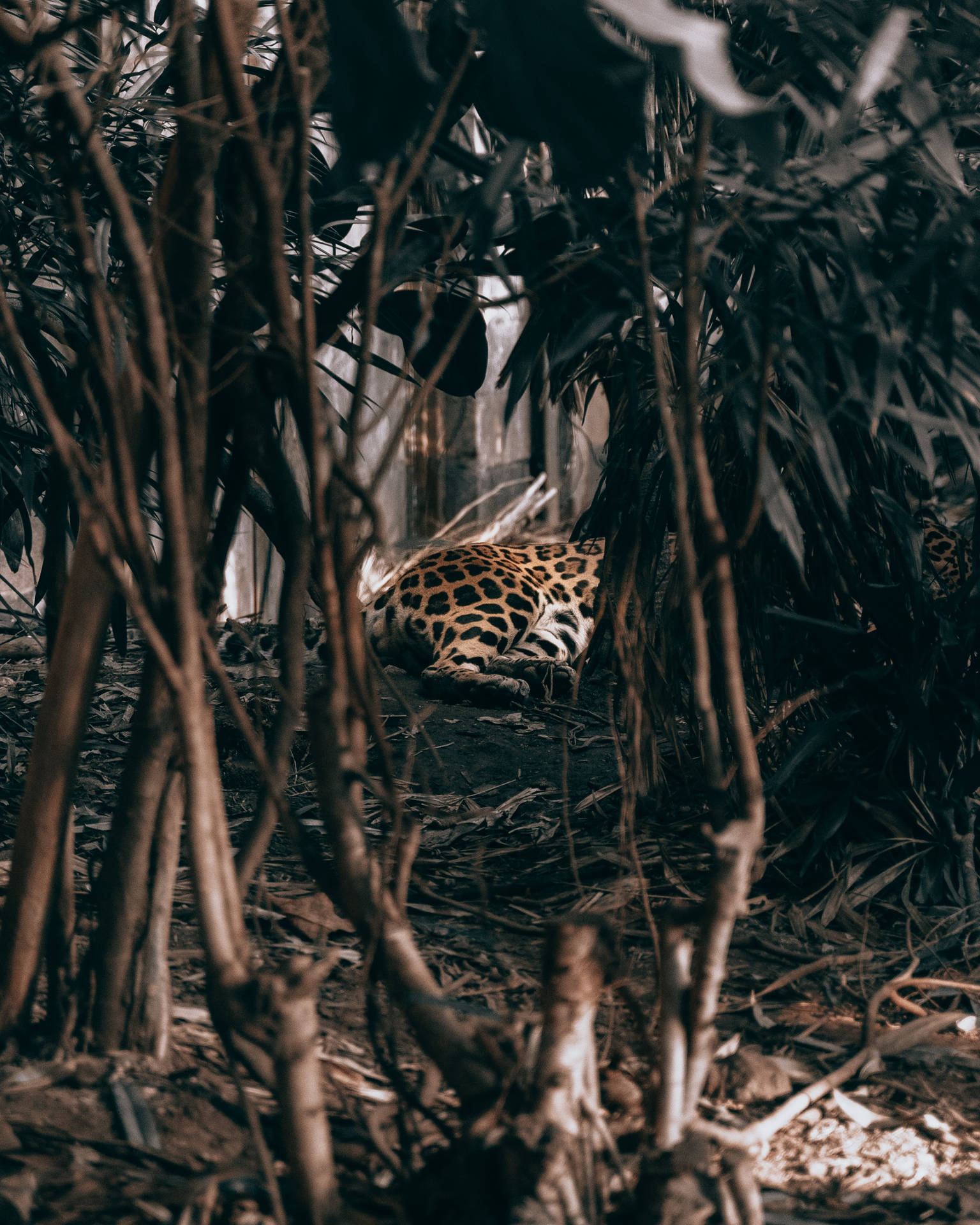 A beautiful leopard stalking its prey in a tropical jungle Wallpaper