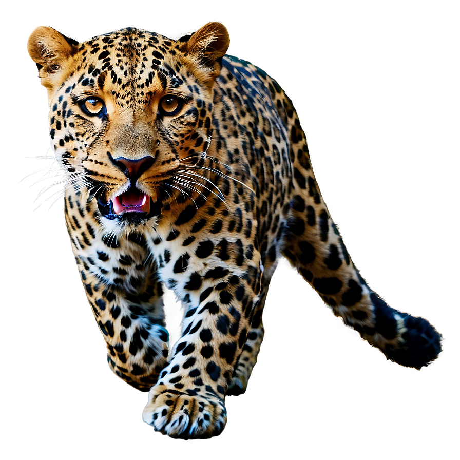 Leopard In Motion Png 86 PNG