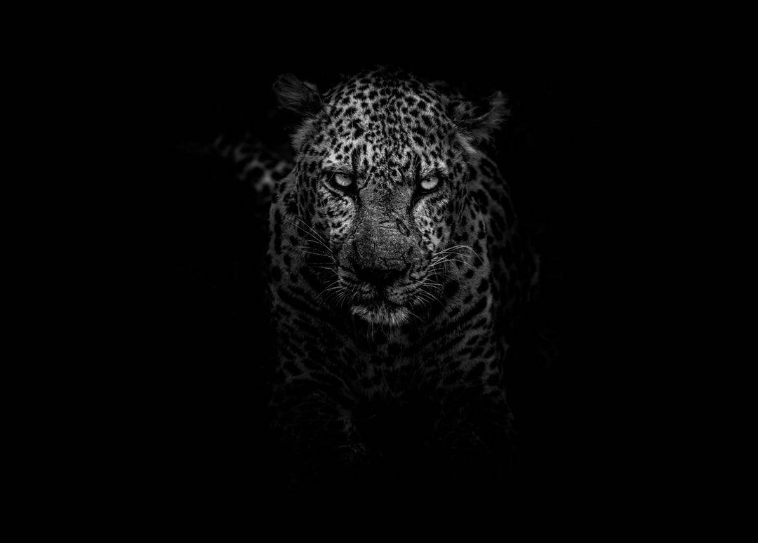 Leopard In Pitch Black Wallpaper