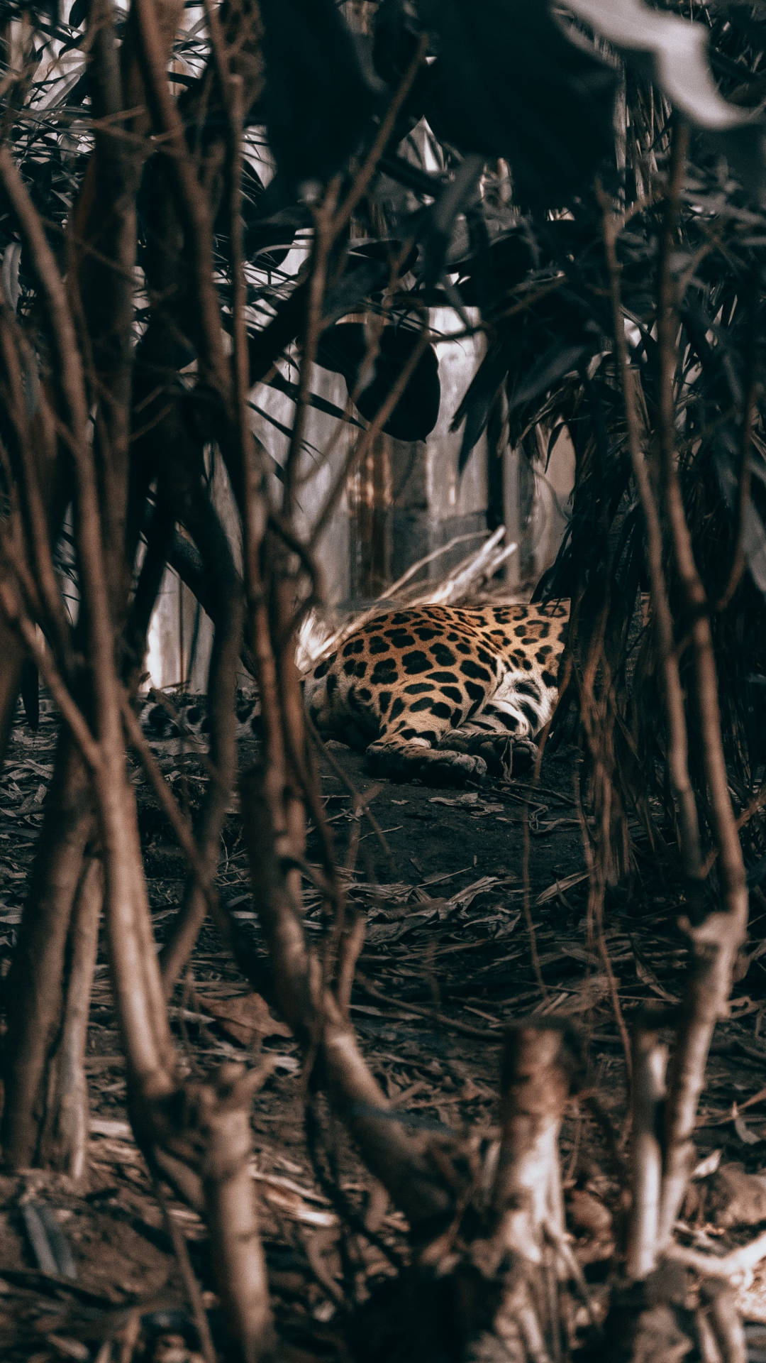 Leopard Jungle iPhone-tapet: En grådighed, detaljeret jungle med leopardmønstre. Wallpaper