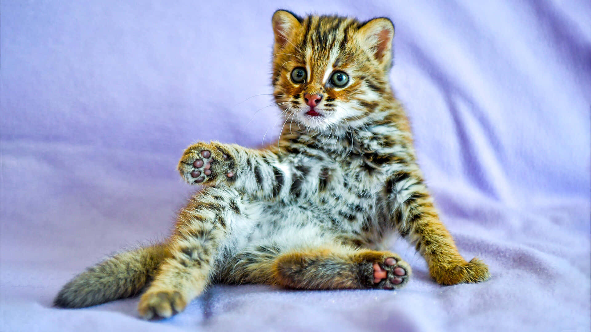 Schattige Luipaardkitten Pose Achtergrond