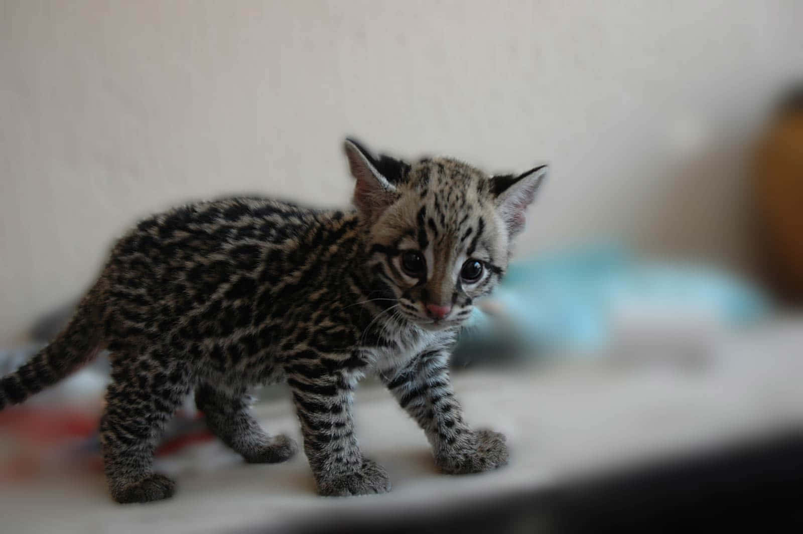 Leopard Kitten Curious Stance Wallpaper