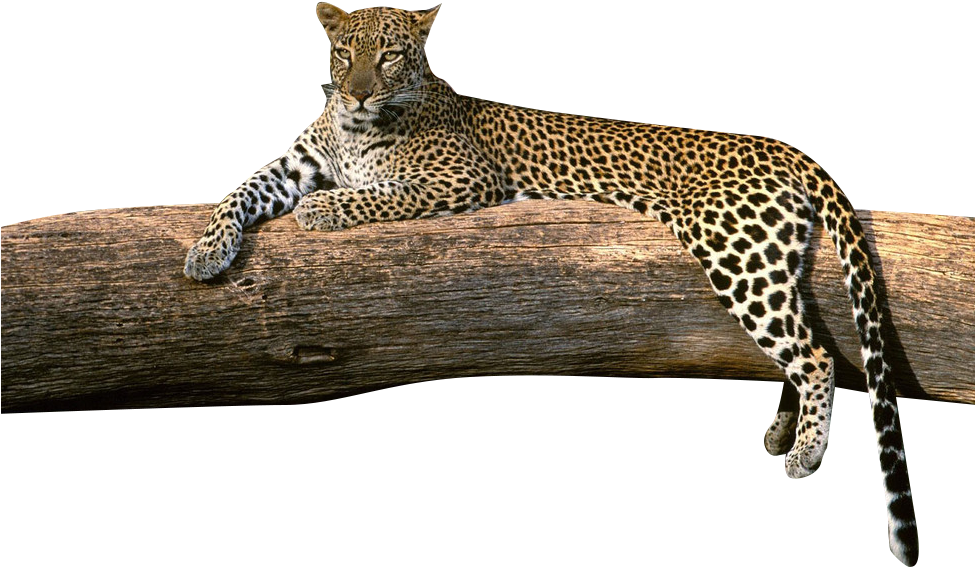 Leopard Loungingon Tree Branch PNG