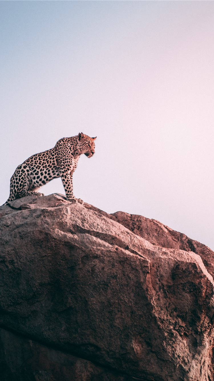 Leopard On A Rock Africa Iphone Wallpaper