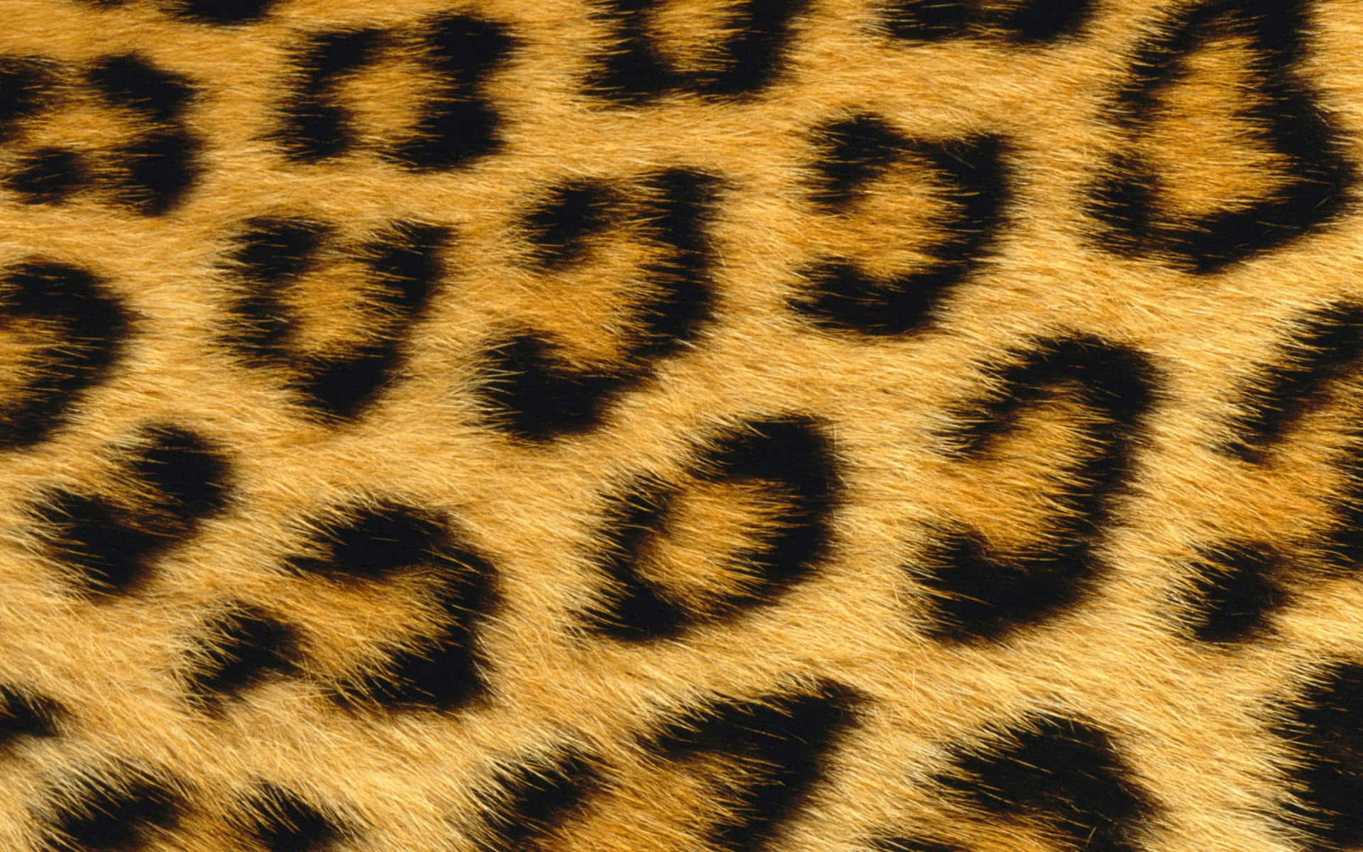 Etnærbillede Af En Leopardmønster. Wallpaper