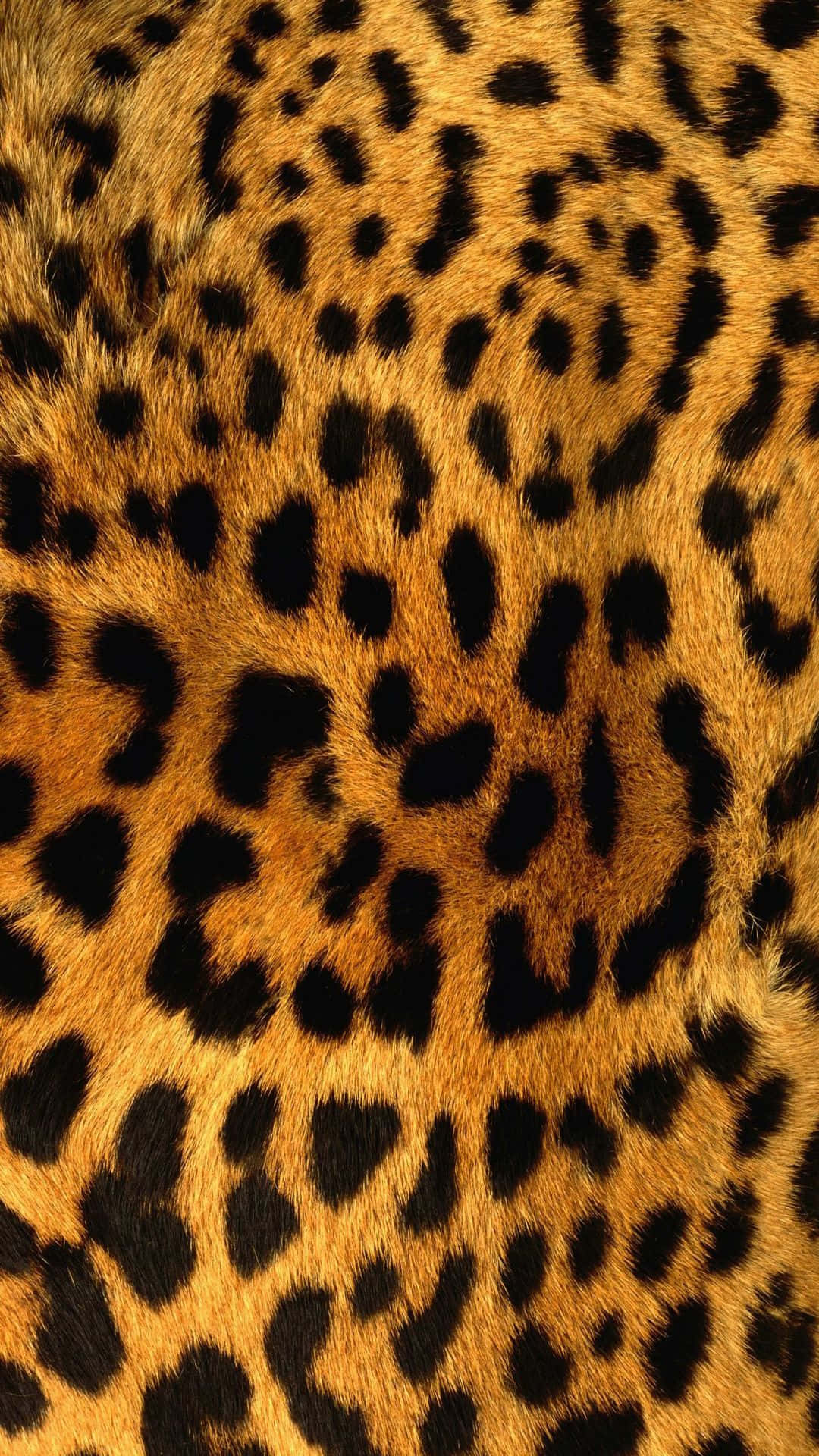 Close up of fashionable leopard pattern wallpaper Wallpaper