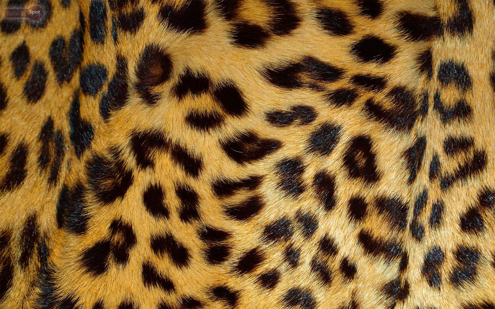 Et vildt og sjovt leopardmønster tapet. Wallpaper