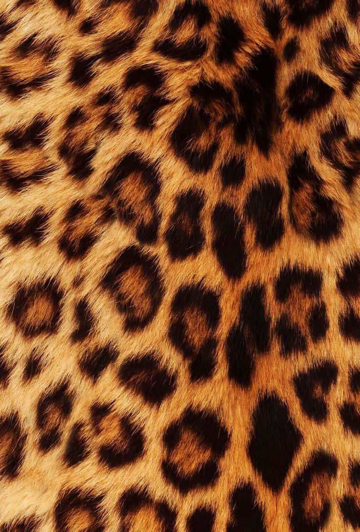 Leopard Mønster 736 X 1087 Wallpaper