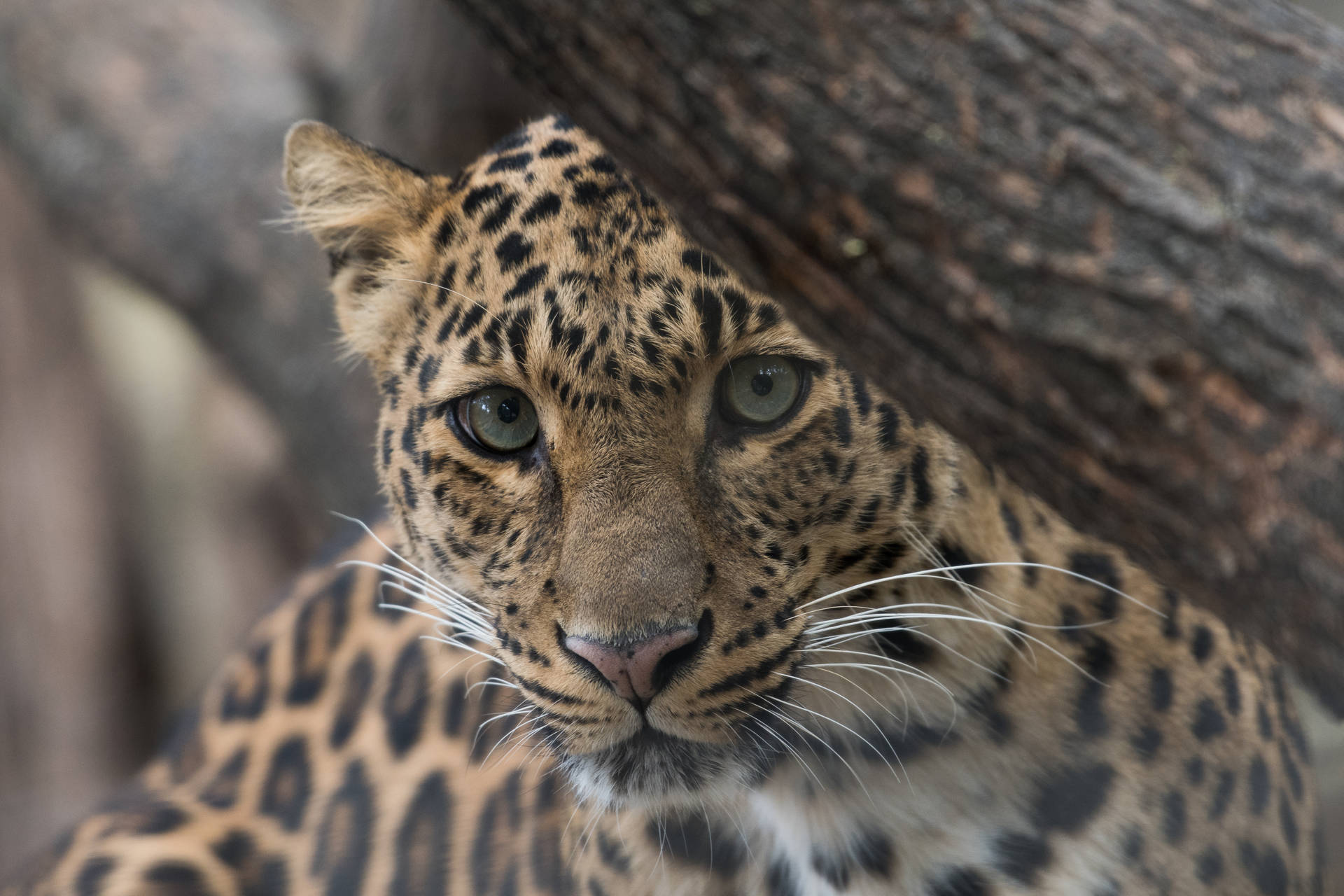 Leopardmit Blick Auf Ein Faszinierendes Tier. Wallpaper