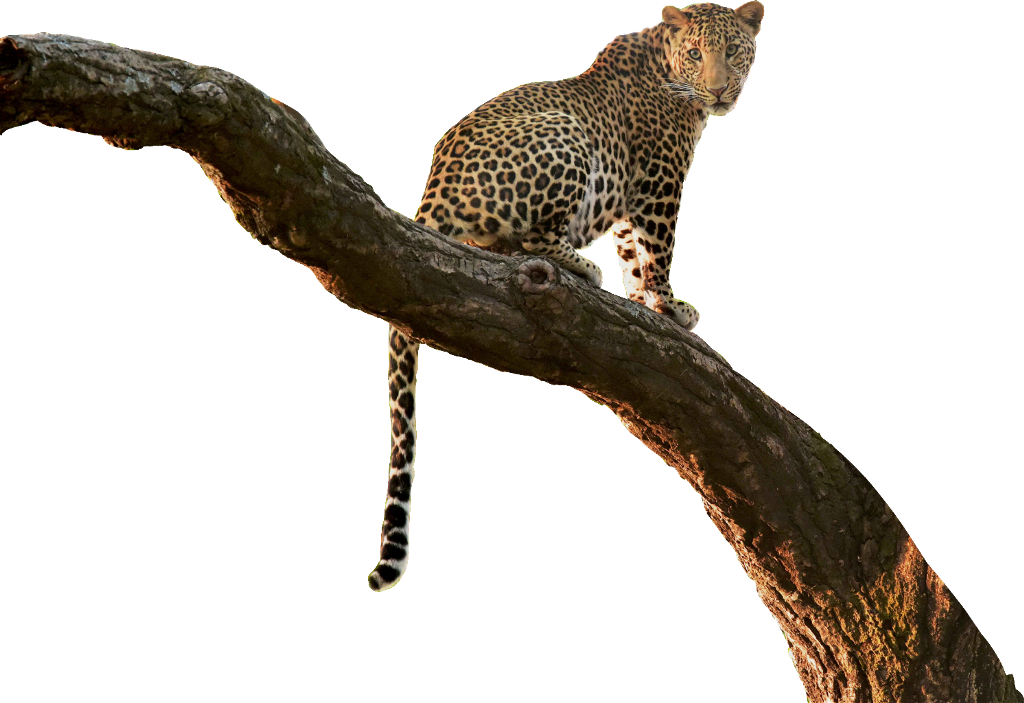 Leopard_ Perched_on_ Tree_ Branch PNG