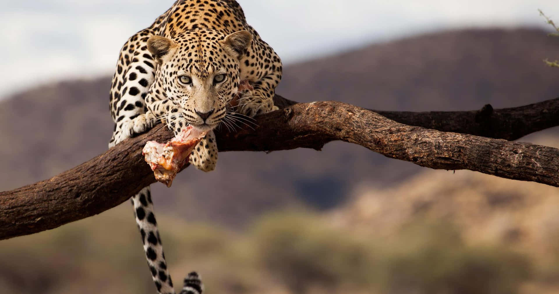 Leopard_ Perched_with_ Prey_4 K Wallpaper