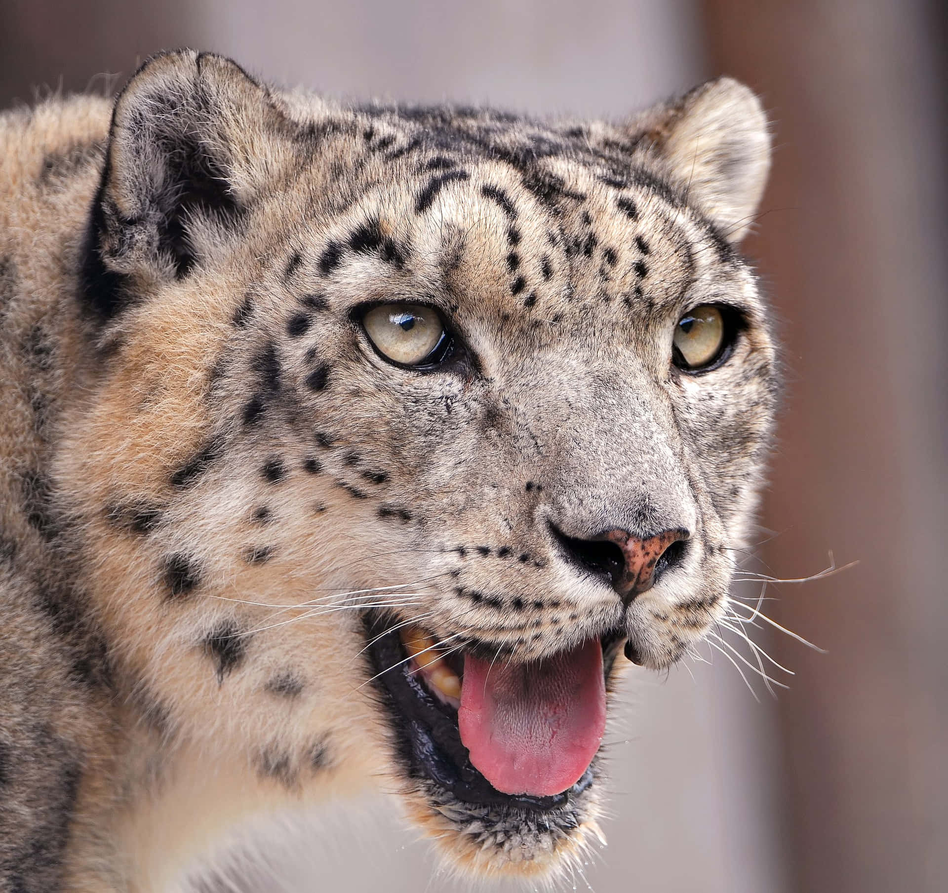 Leopard som stikker sin tunge ud billed vægmaleri