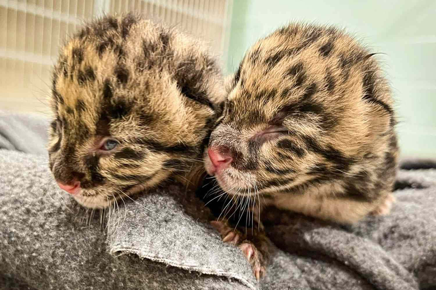 Imagende Leopardos Bebés Acurrucados
