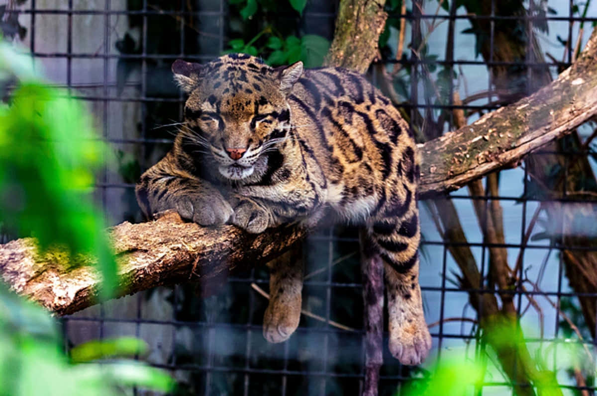 Immaginedi Un Leopardo Su Un Ramo D'albero All'interno Di Una Gabbia